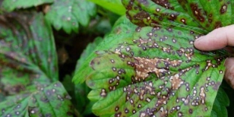 Kako liječiti antraknozu jagode